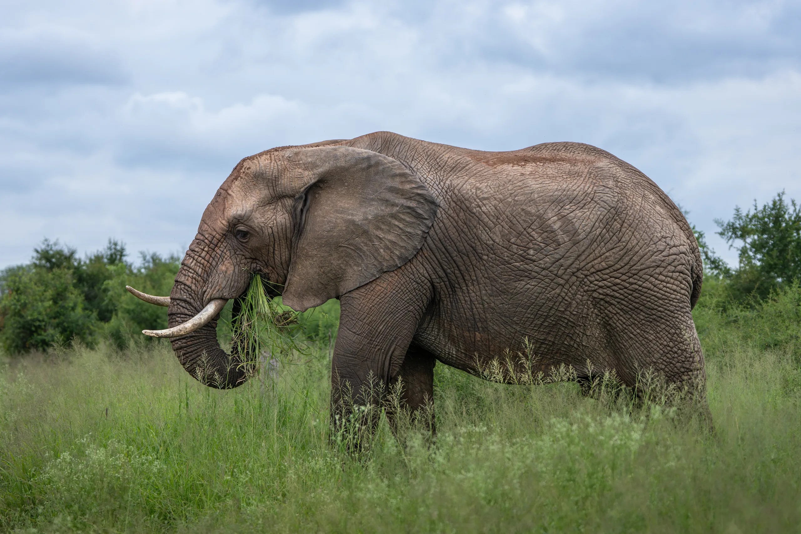 African savanna elephants crossing open ground