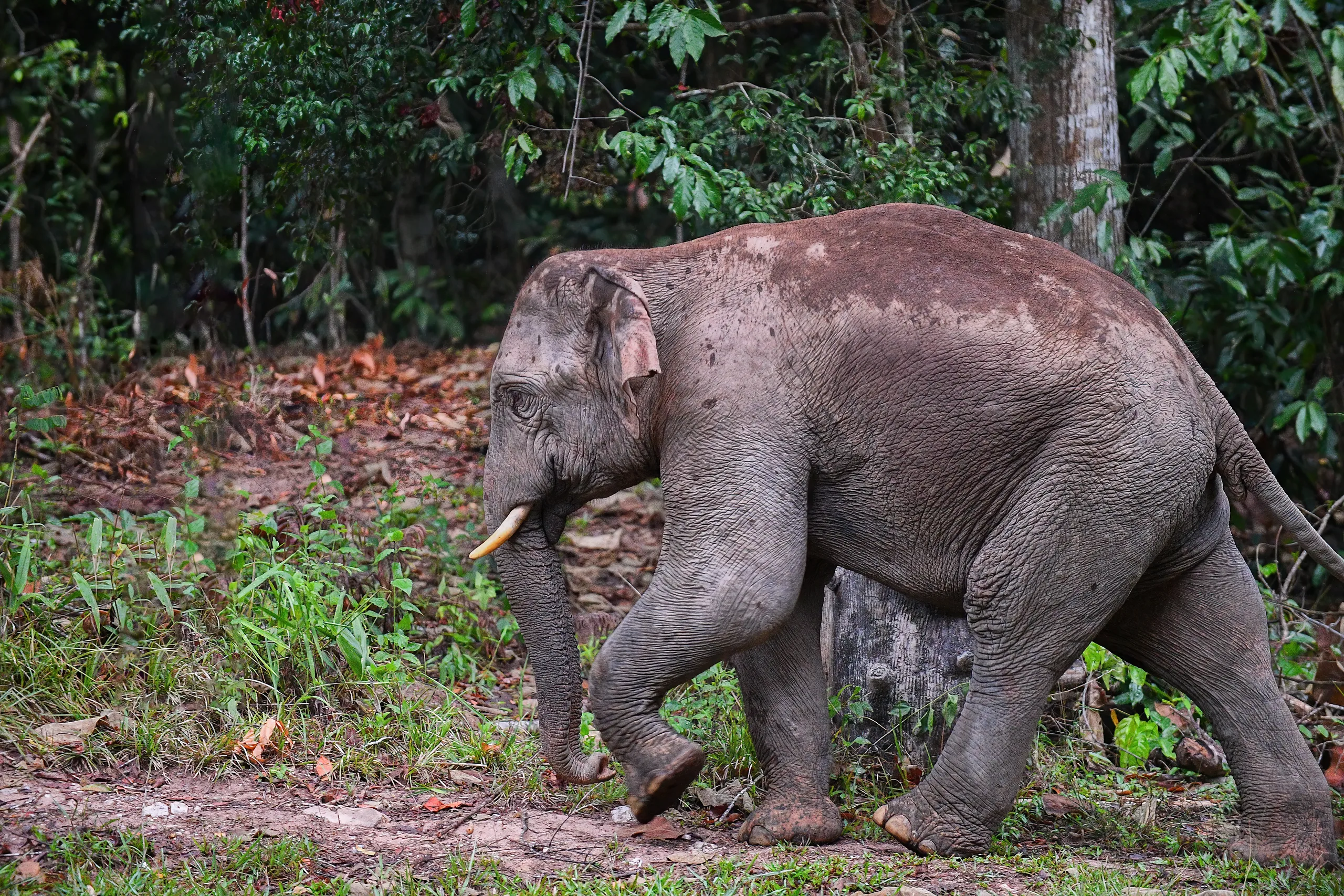 An Asian elephant in forest, a species whose captive use ranges from conservation breeding to rides at roadside attractions