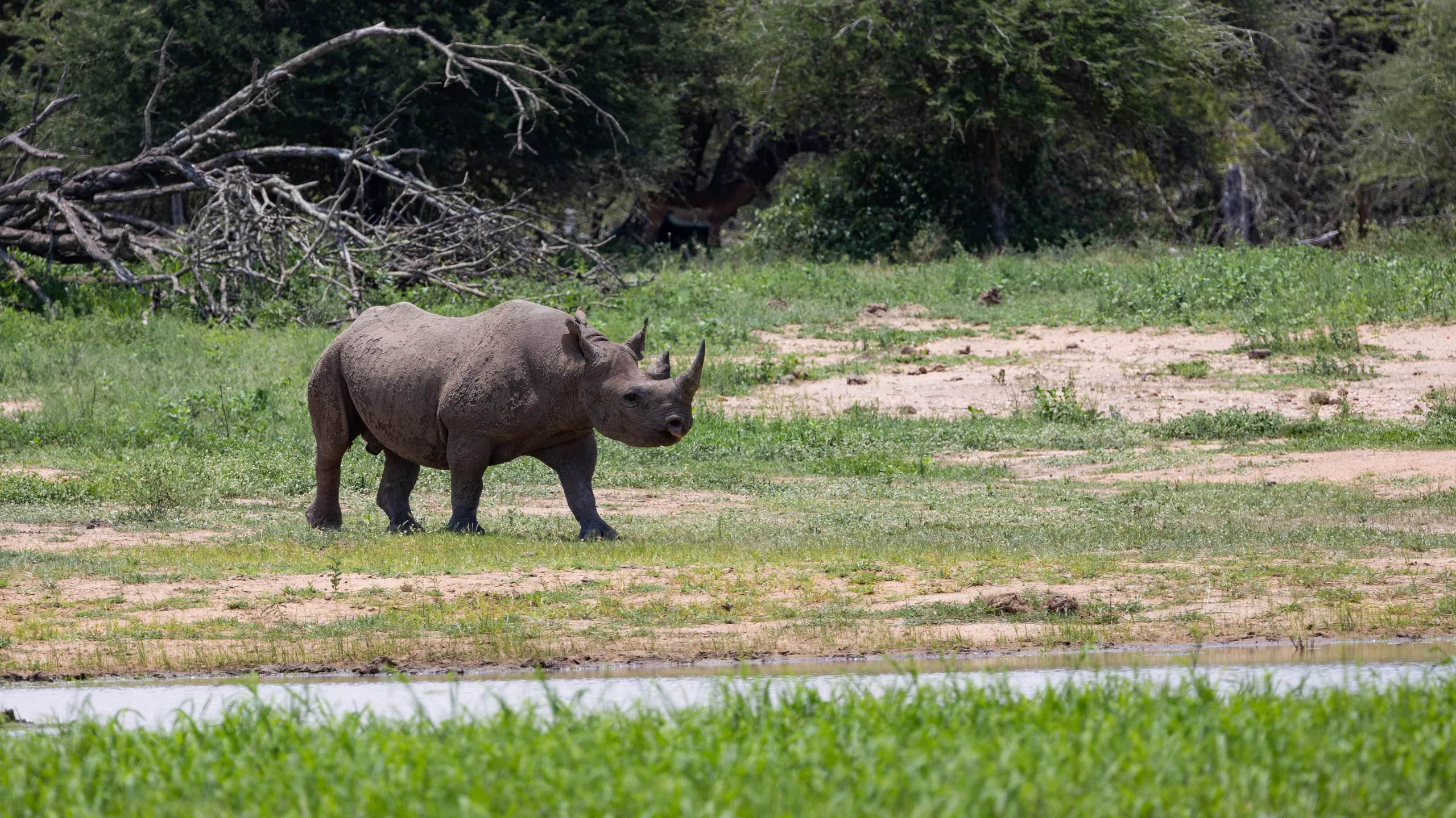 A black rhinoceros standing in dry scrub