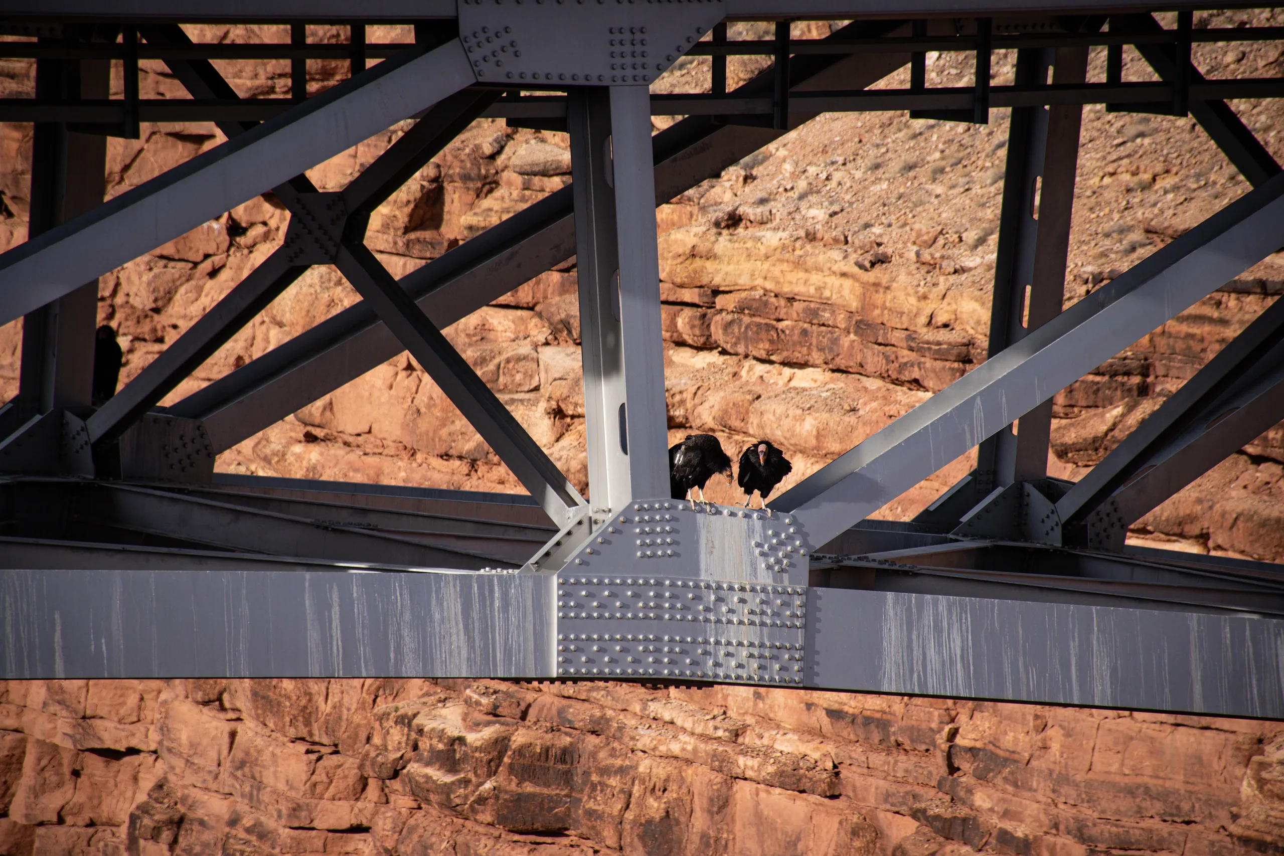 Two California condors perched on the steel girders of Navajo Bridge above red canyon rock, one with a numbered wing tag