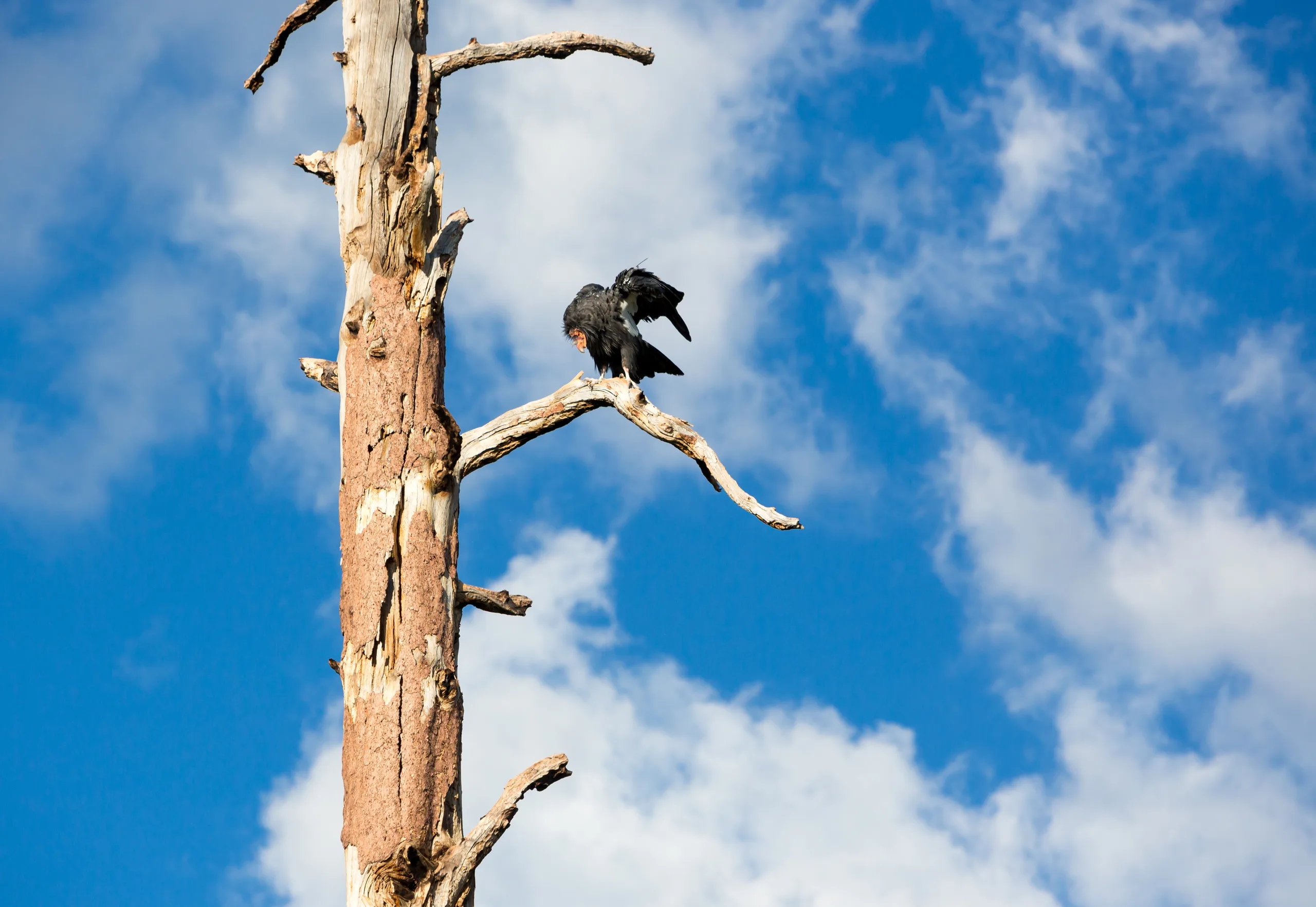 A California condor with a numbered wing tag perched on rock