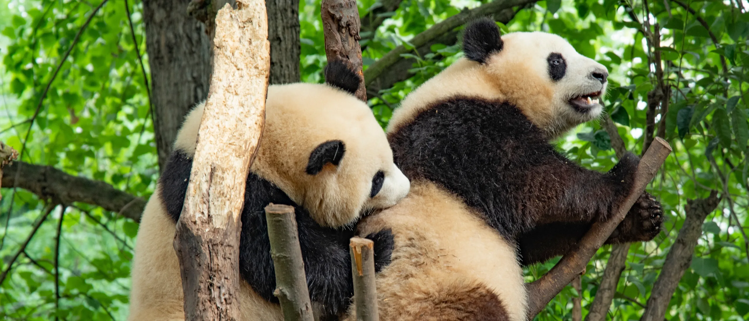 A giant panda feeding on bamboo