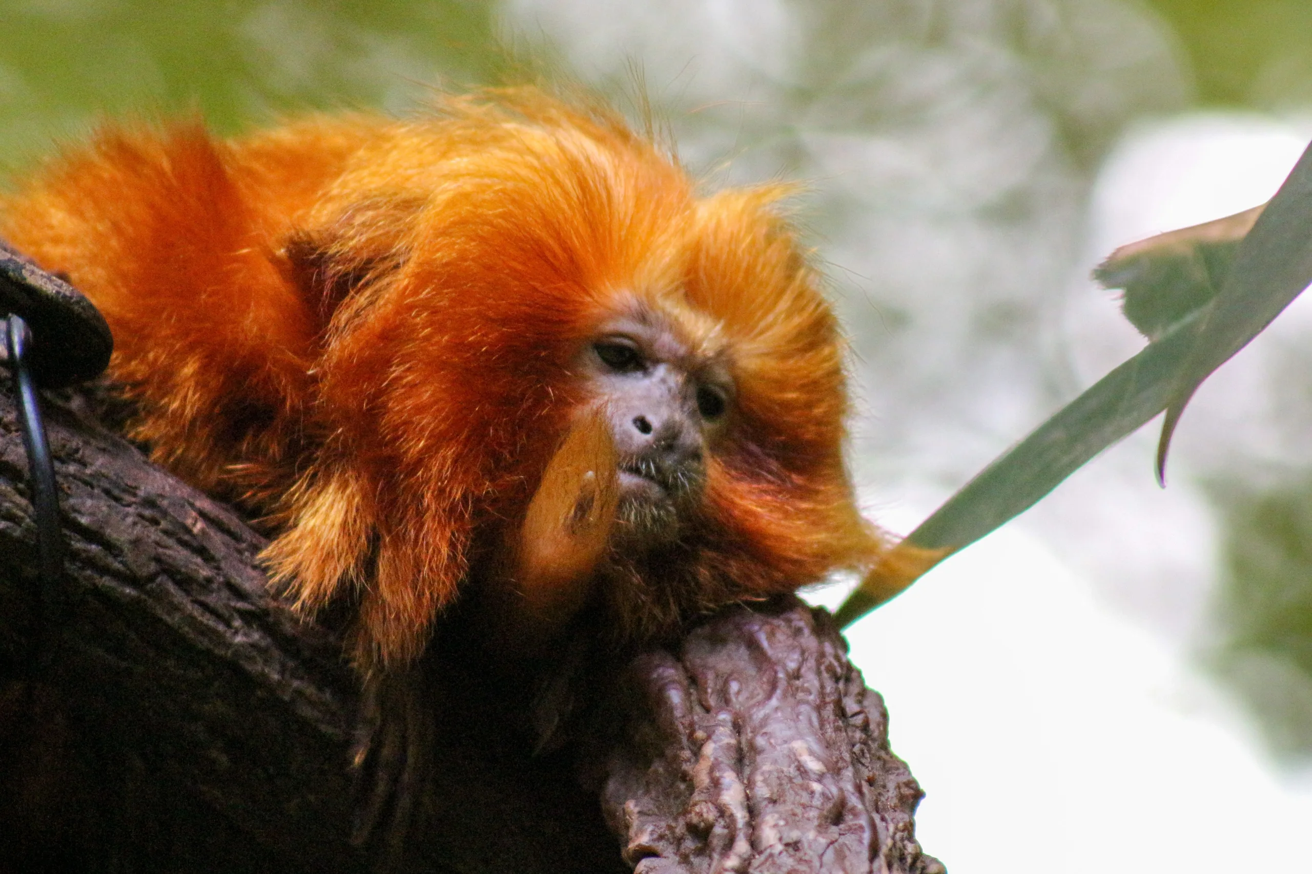 A golden lion tamarin in Brazilian Atlantic forest, where about a third of the wild population descends from zoo-bred animals