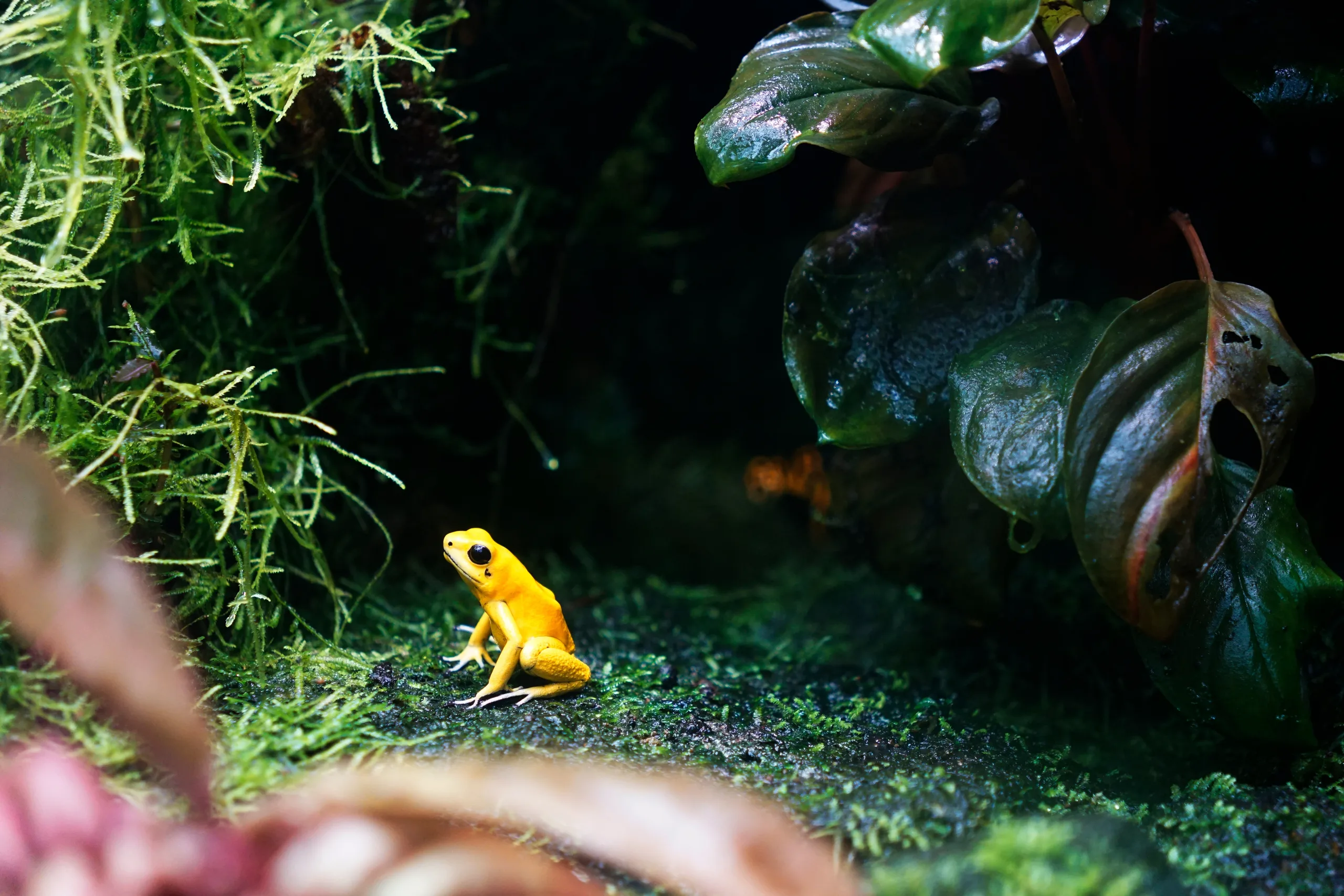 A golden poison frog on a wet leaf, one of the amphibians most dependent on captive breeding