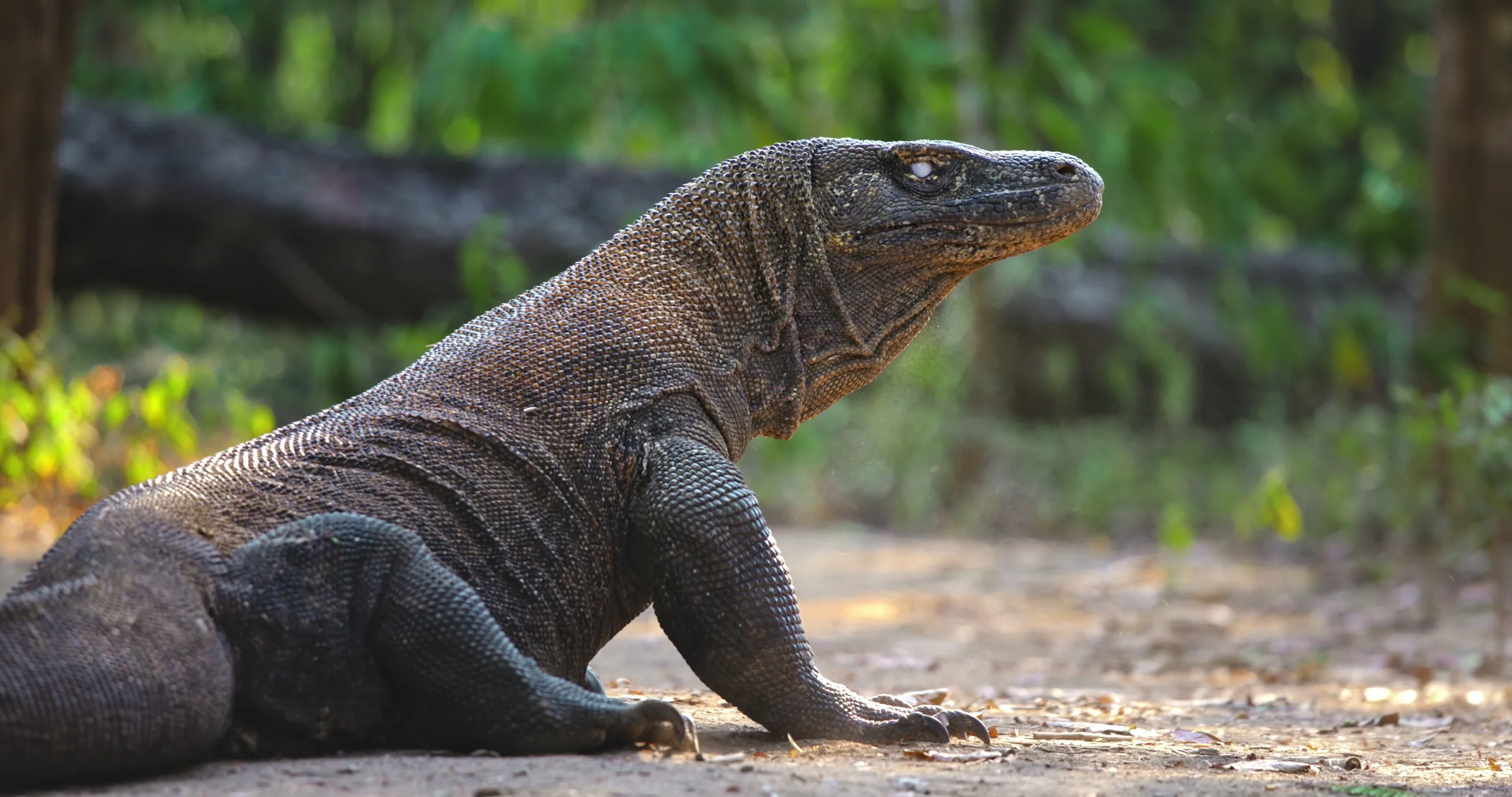A Komodo dragon on dry ground