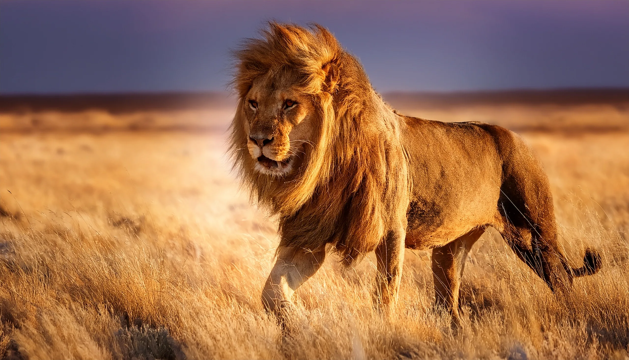 An African lion resting in long grass