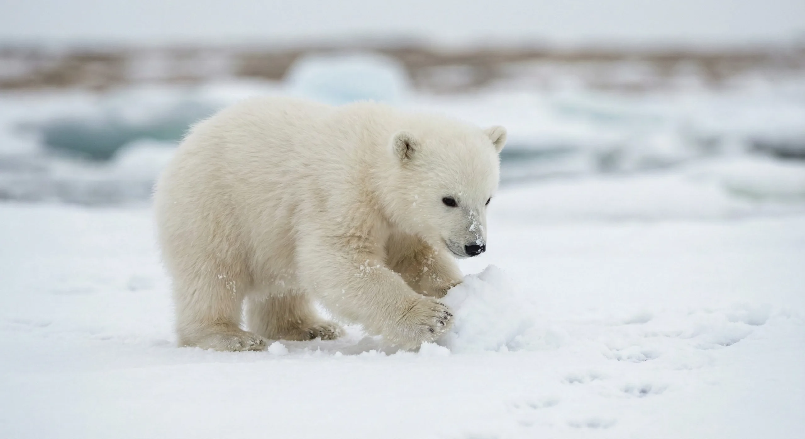 A polar bear on sea ice