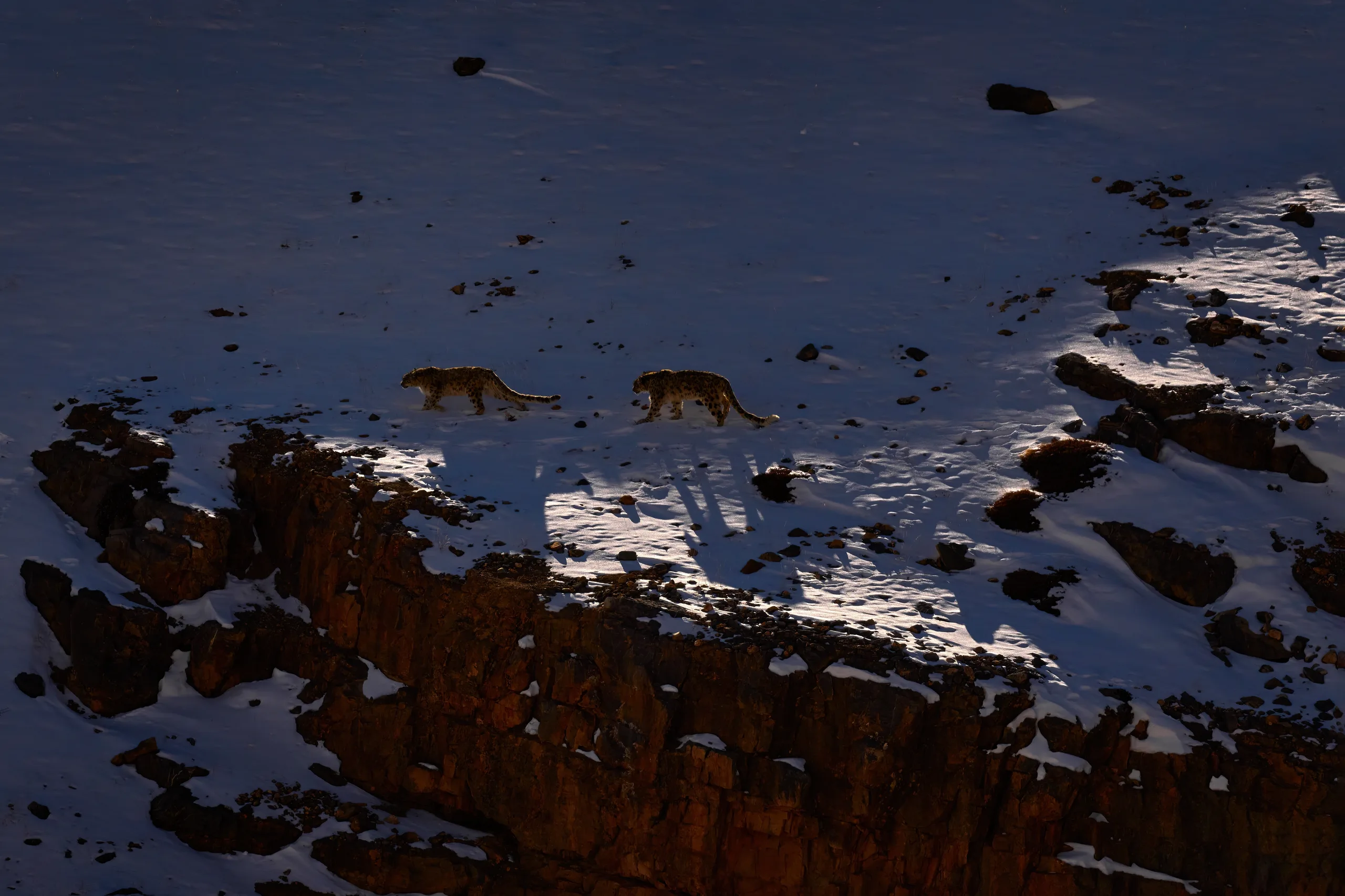 A snow leopard on high rocky ground