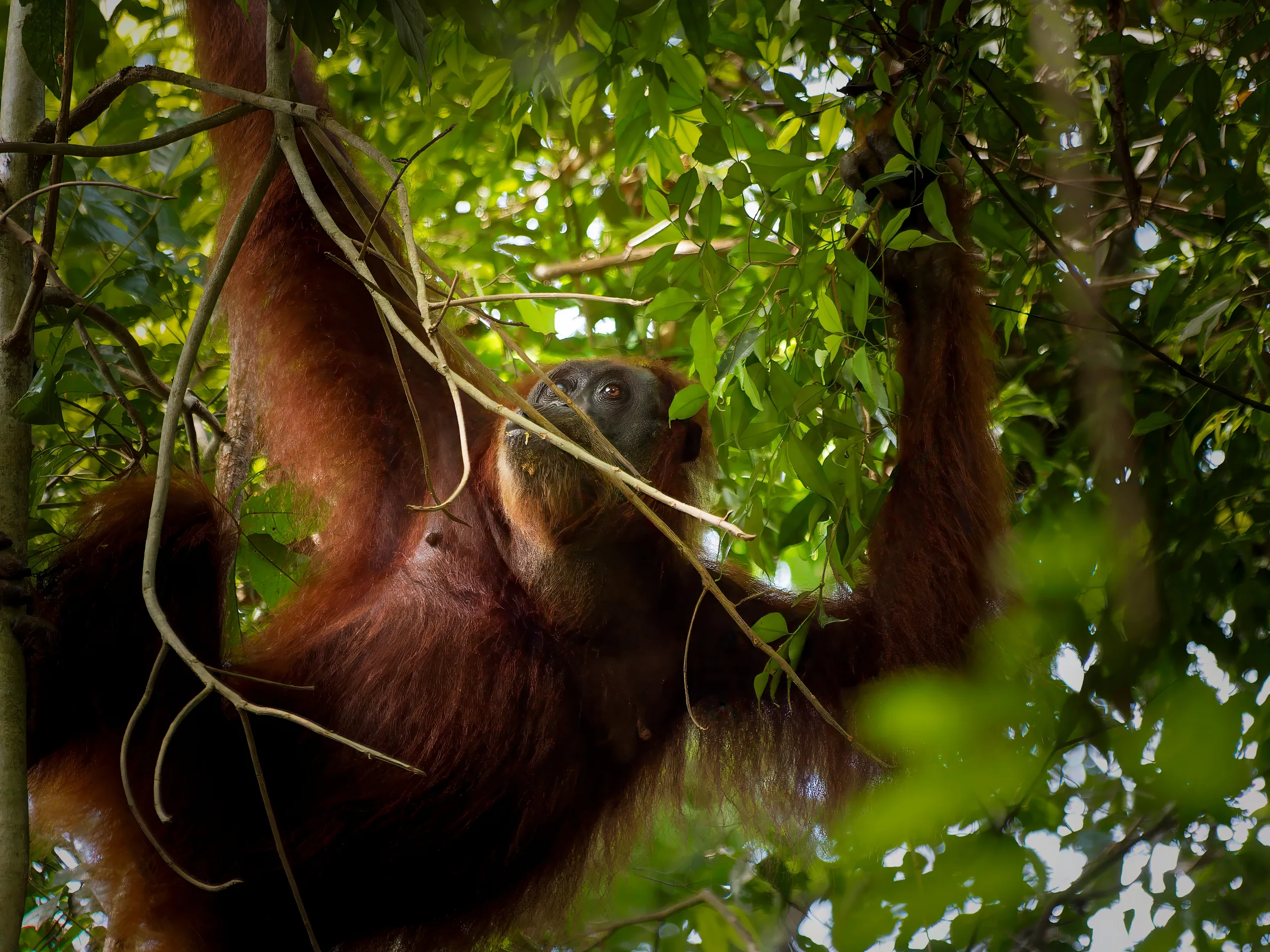 A Sumatran orangutan high in the forest canopy