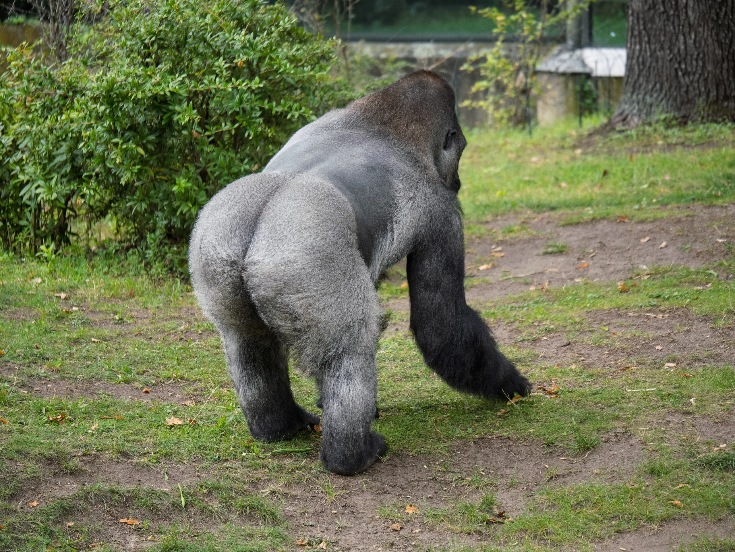 A western lowland gorilla in dense Congo Basin forest